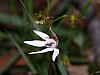 Petalochilus fuscata - Dusky Finger Orchid.jpg